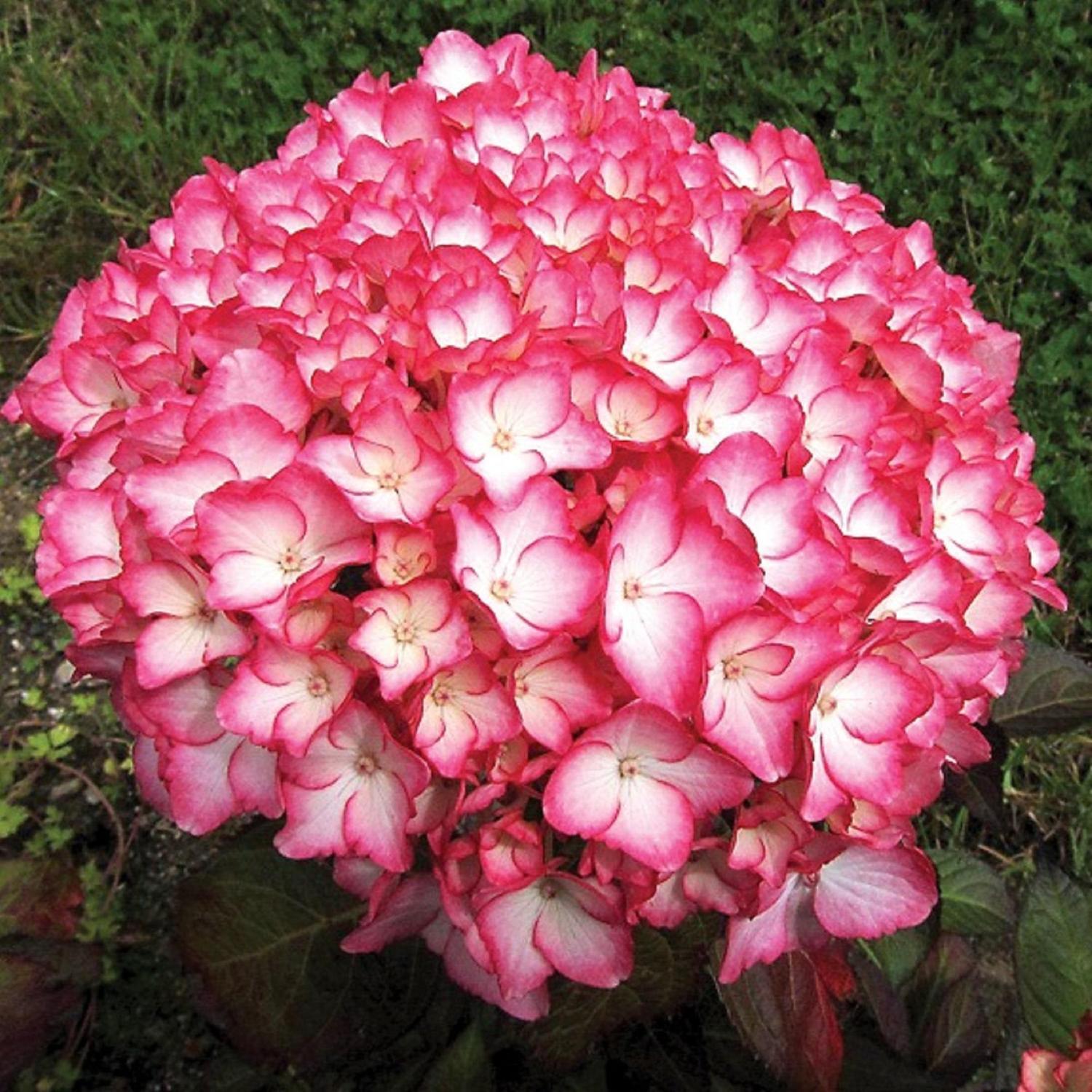 Hydrangea Sabrina