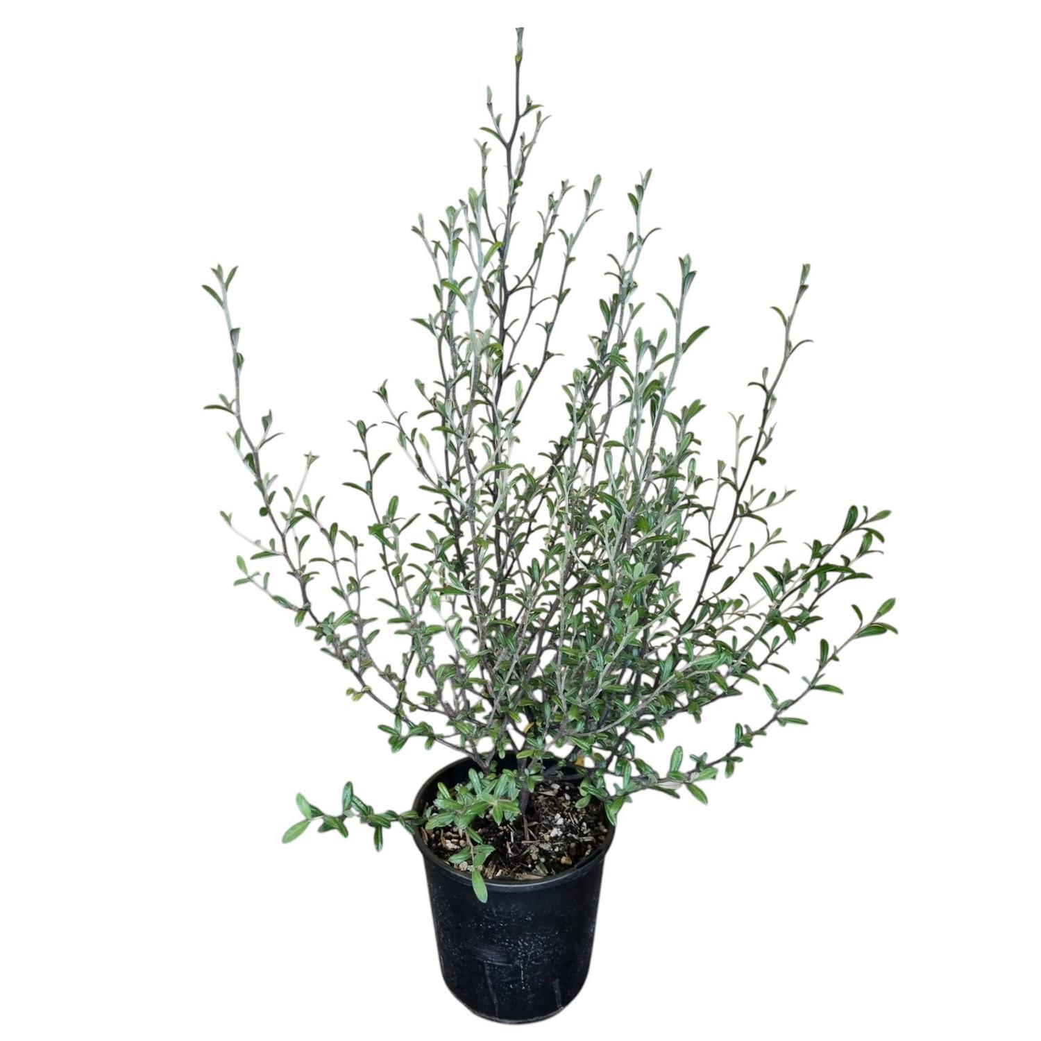 Corokia Emerald 'N' Jade 2L