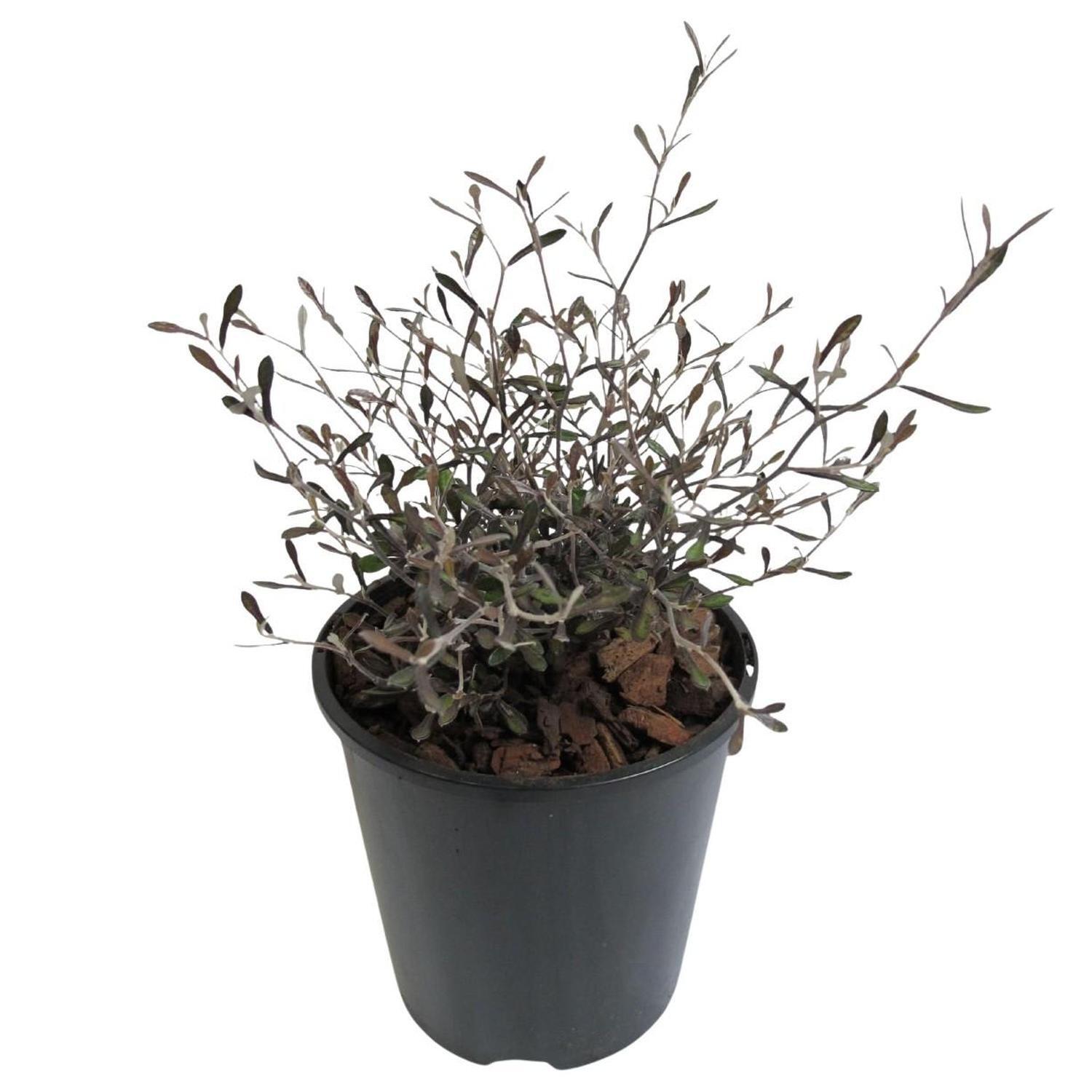 Corokia Silver Prince  1.5L  Silver, Green