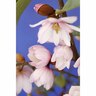 Magnolia Fairy Blush
