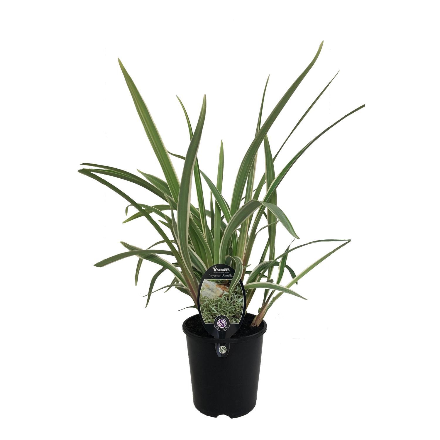 Dianella Wyeena