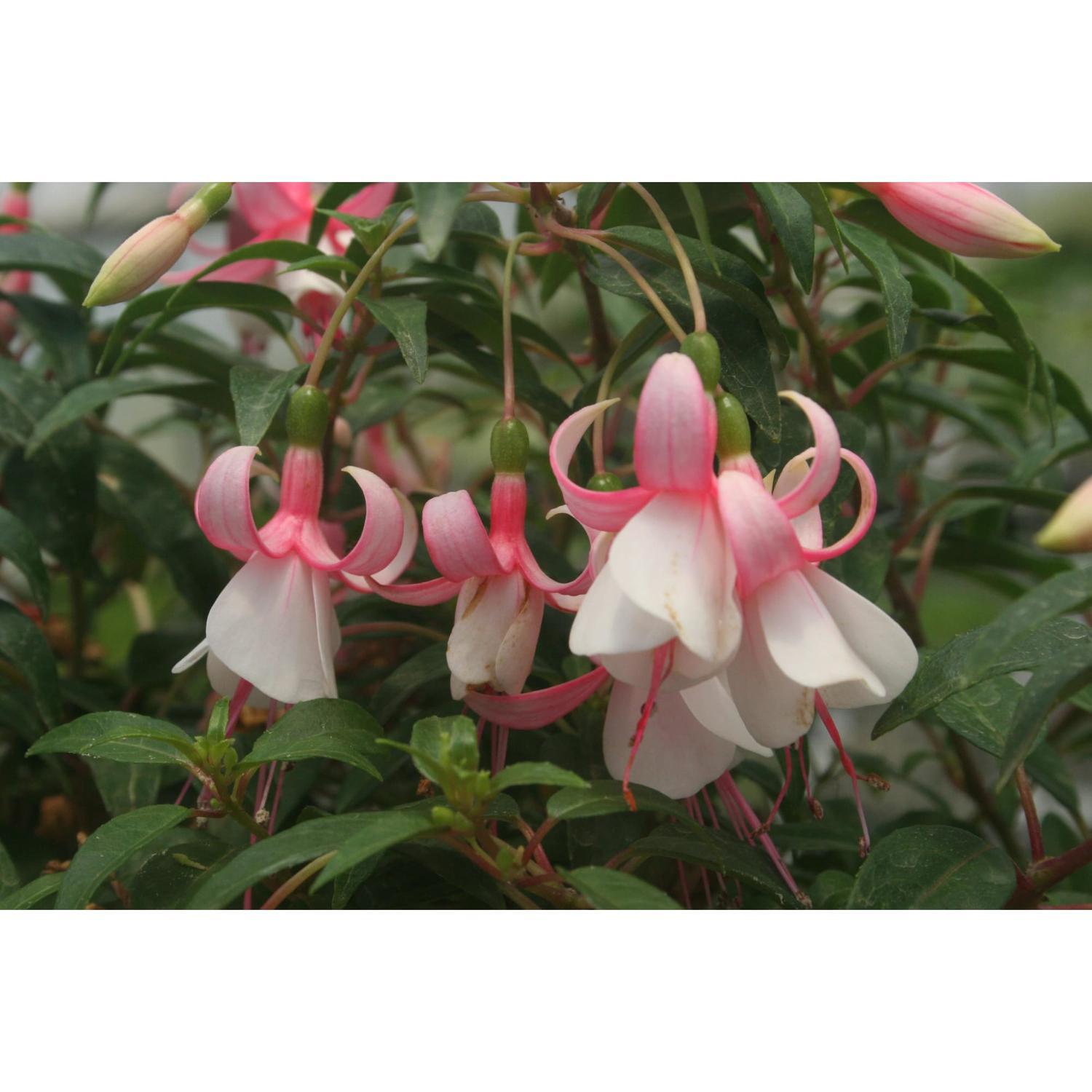 Fuchsia Viona