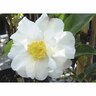 Camellia sasanqua 'Setsugekka 1.9 litre