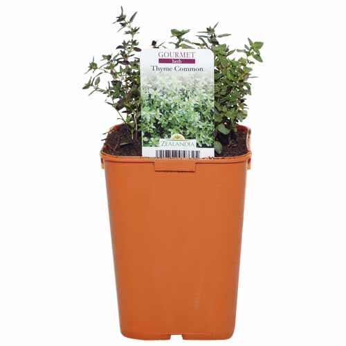 Herb Thyme Common