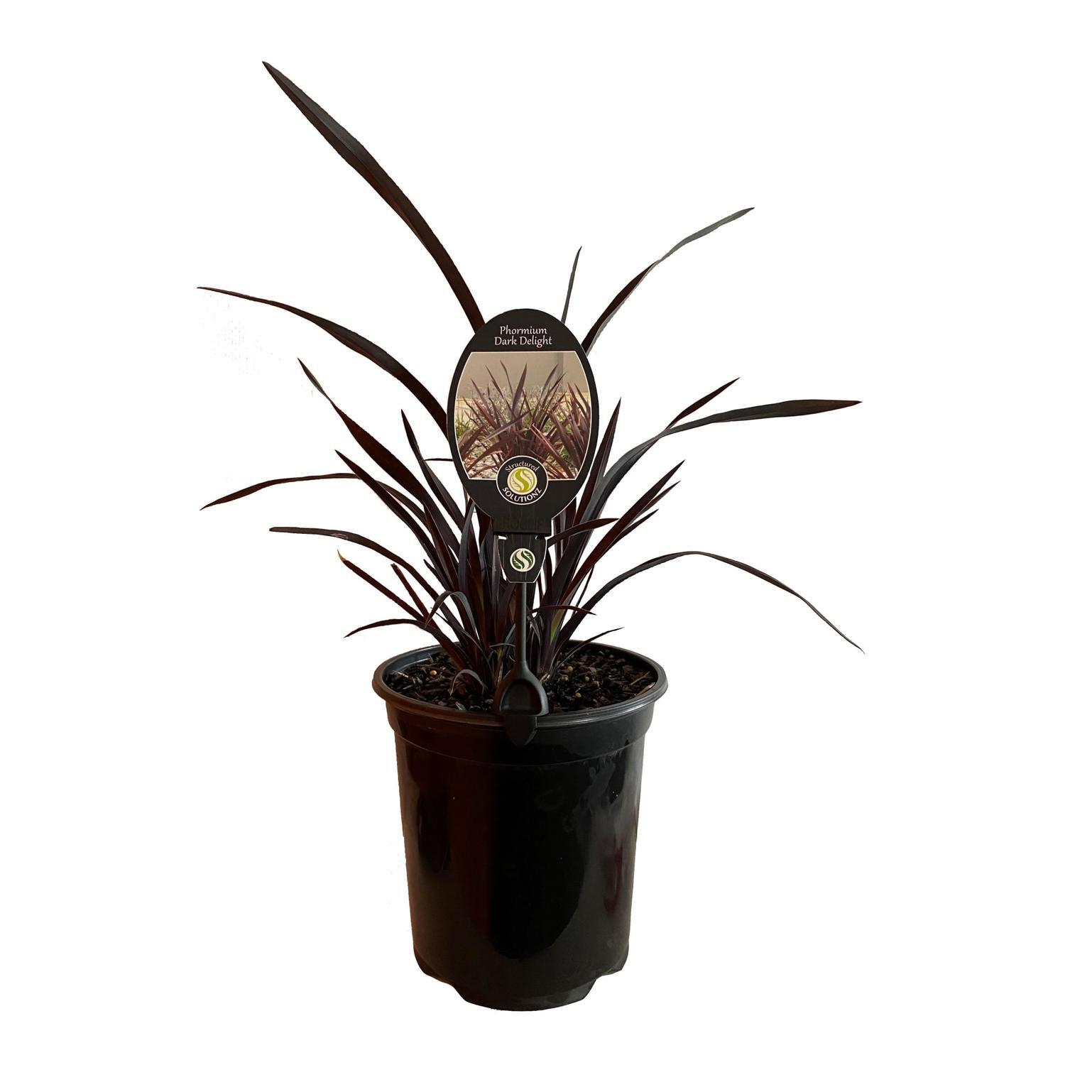 Phormium Dark Delight