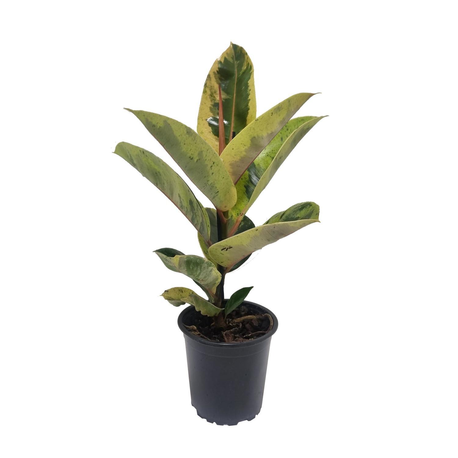 Ficus Shivereana 12cm