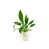 POT HYDROPONIC PLANTER