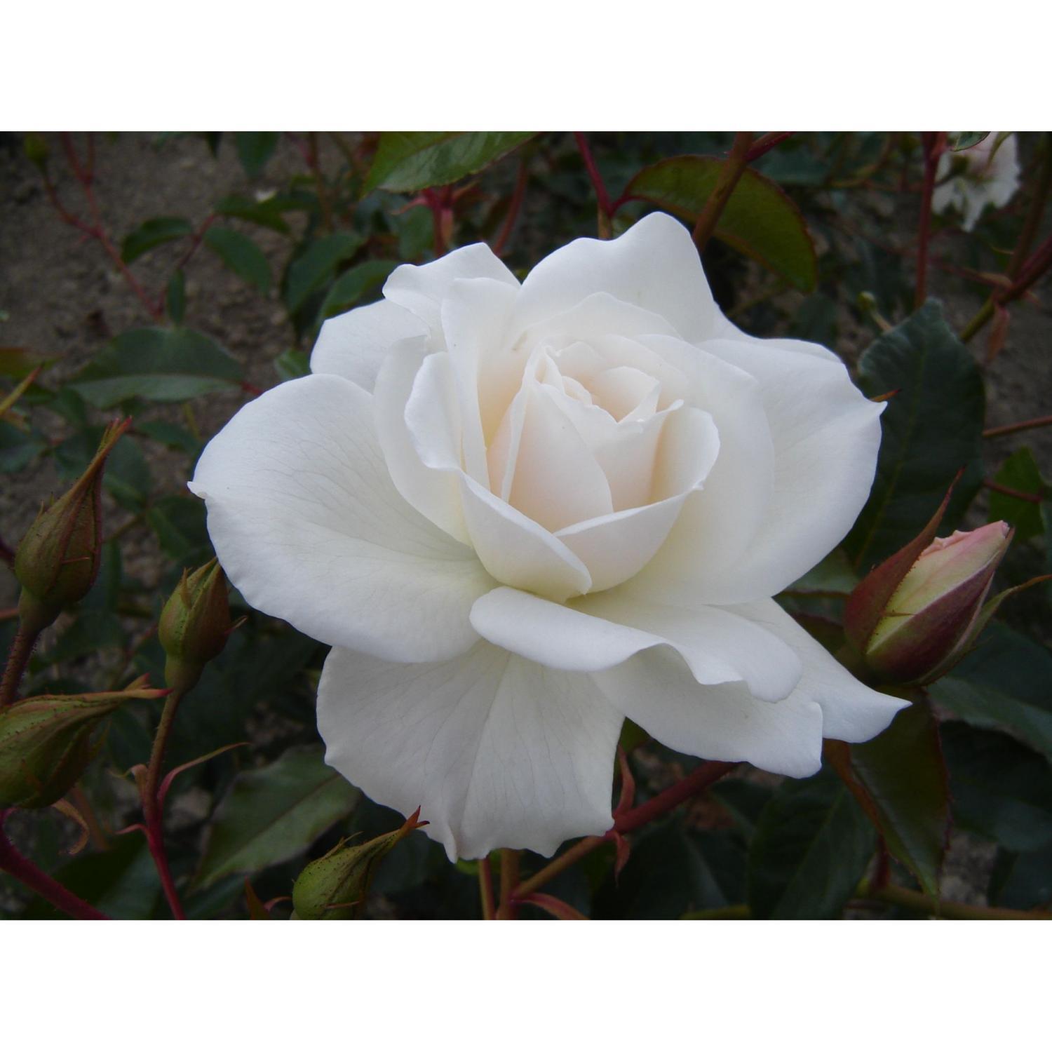 Rose Iceberg 4.7L