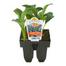 Kale Tuscan Pack of 6