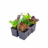 Lettuce Gourmet Combo