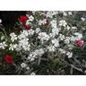 Cerastium Snow In Summer
