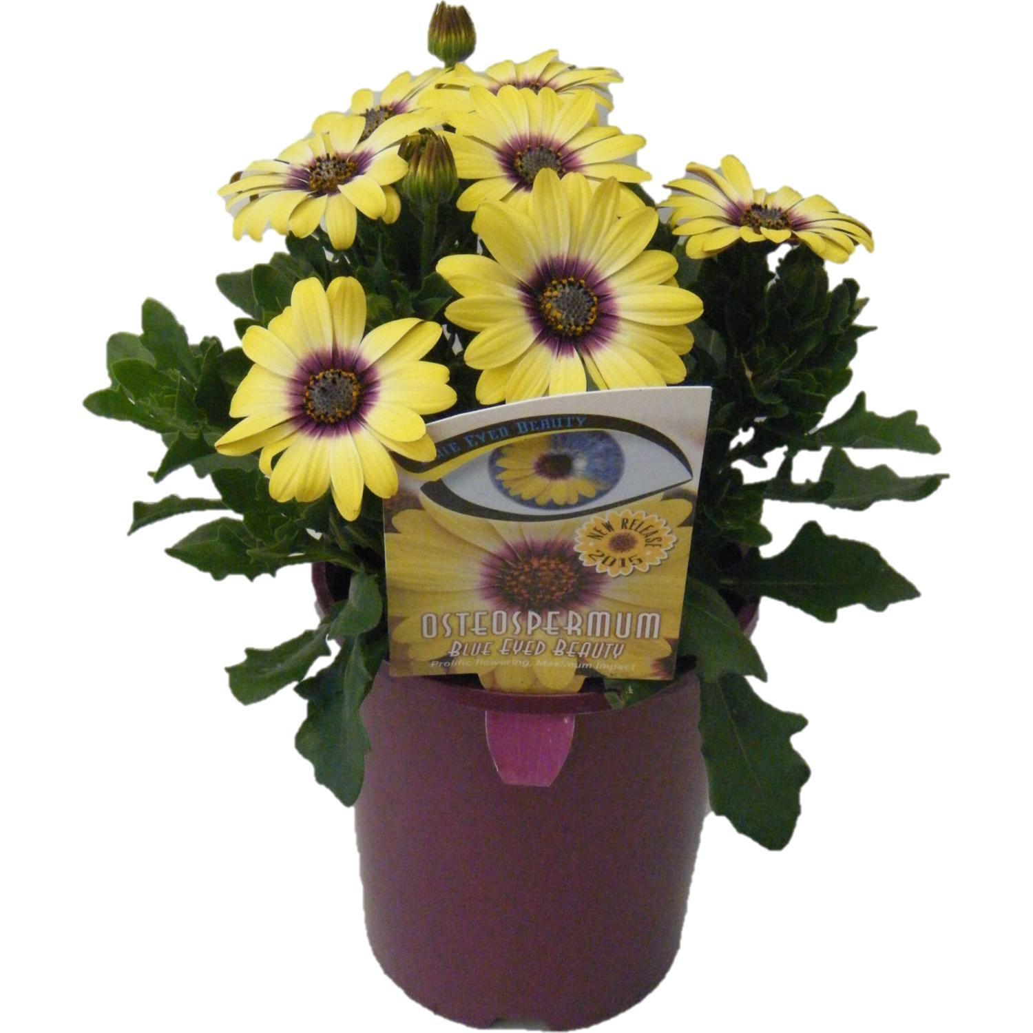 Osteospermum Blue Eyed Beauty