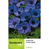Anemone Single Blue Ocean Spell 15 pack