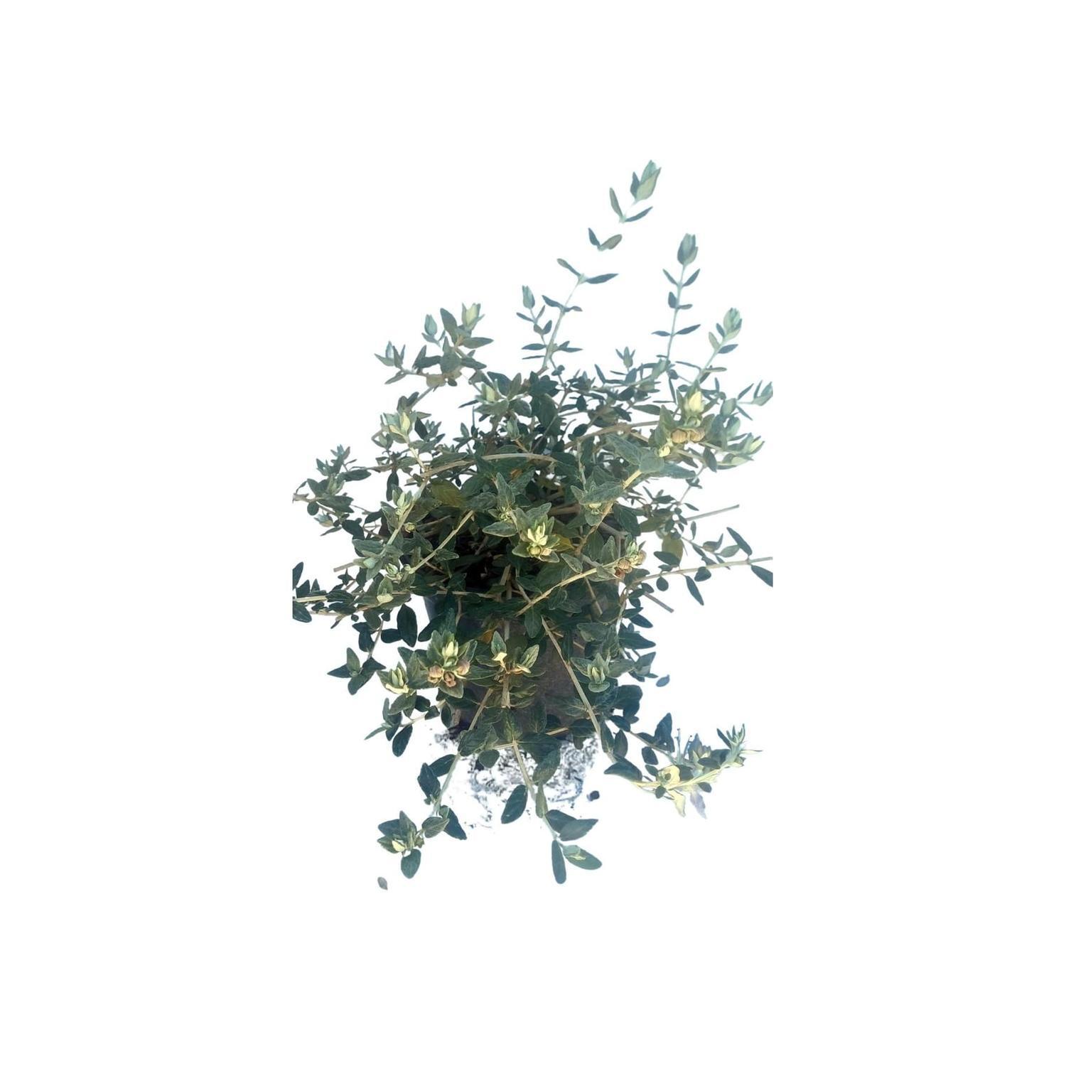 Teucrium 'fruticans'