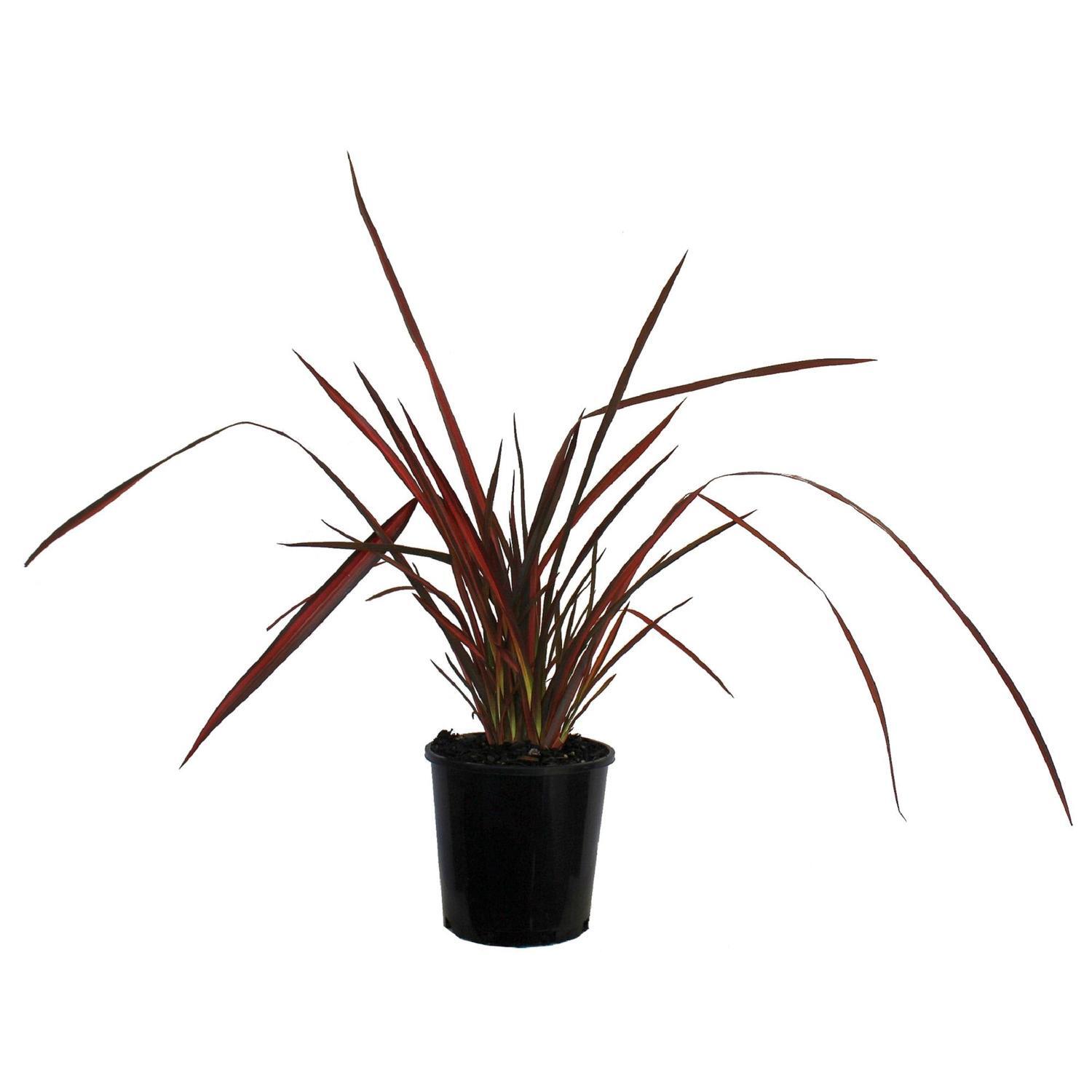 Phormium Evening Glow