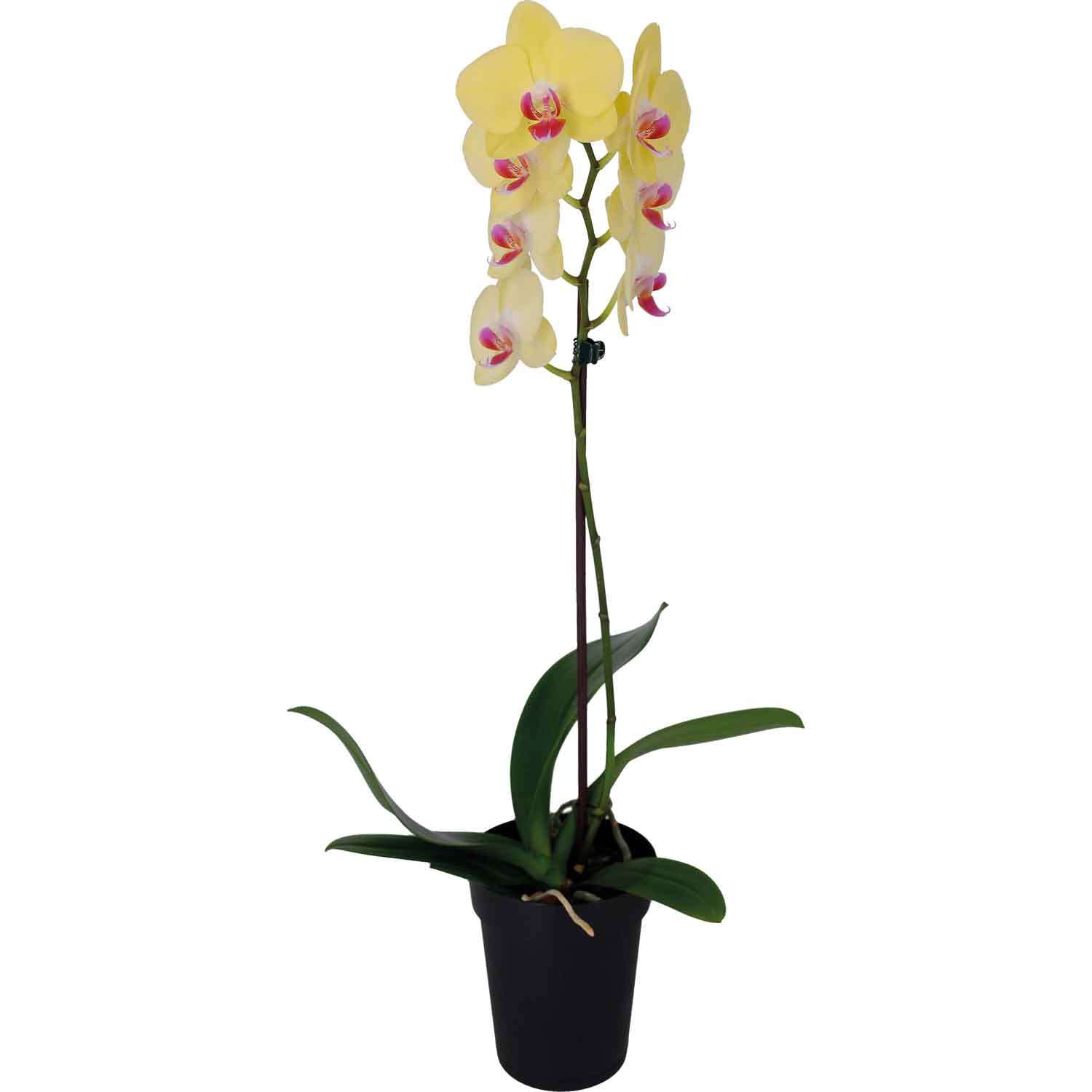 Moth Orchid with Single Stem
