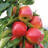 Nashi Reddy Robin TM