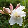 Rhododendron 'Kotuku' 2.5 litre