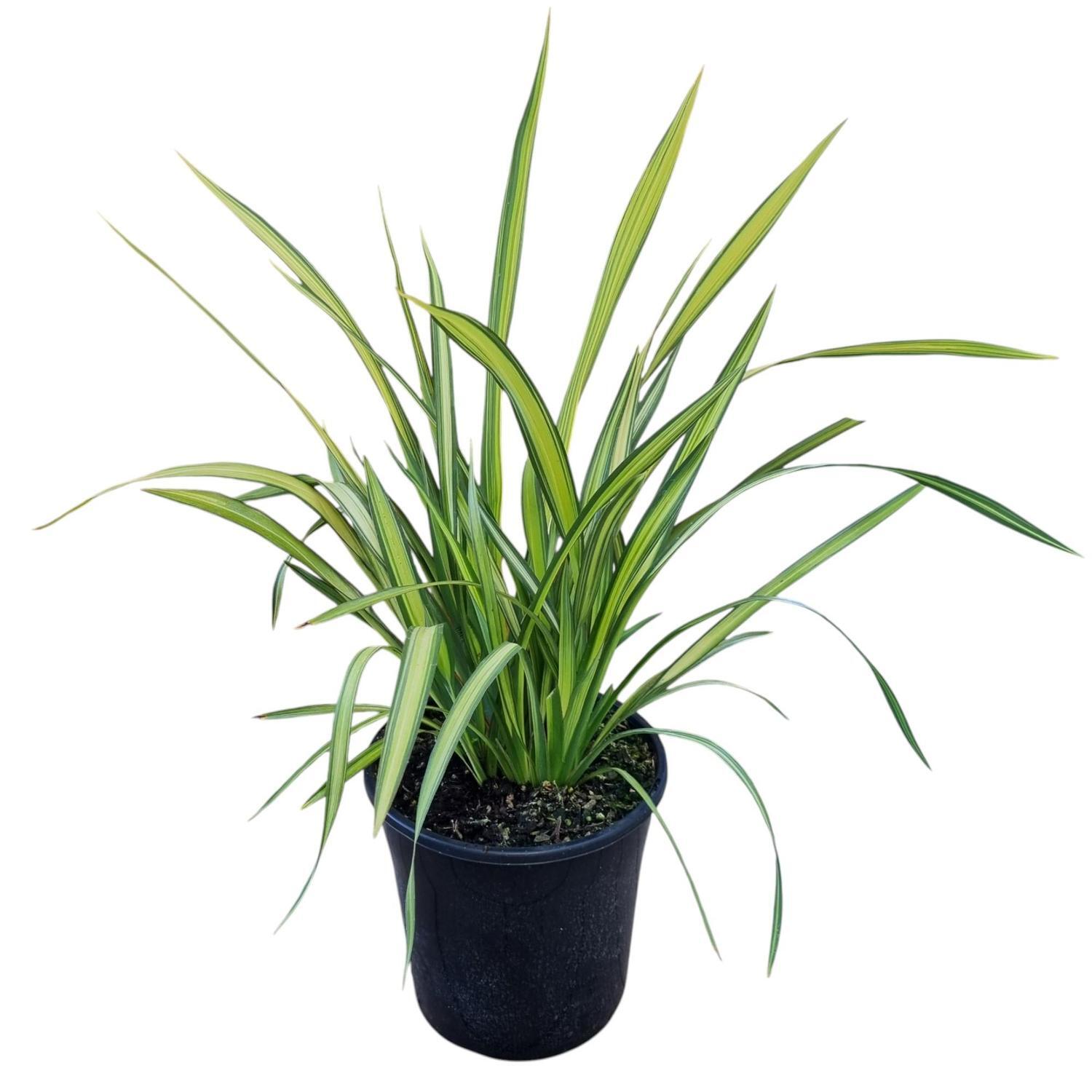 Phormium 'Flax' Yellow Wave 4L