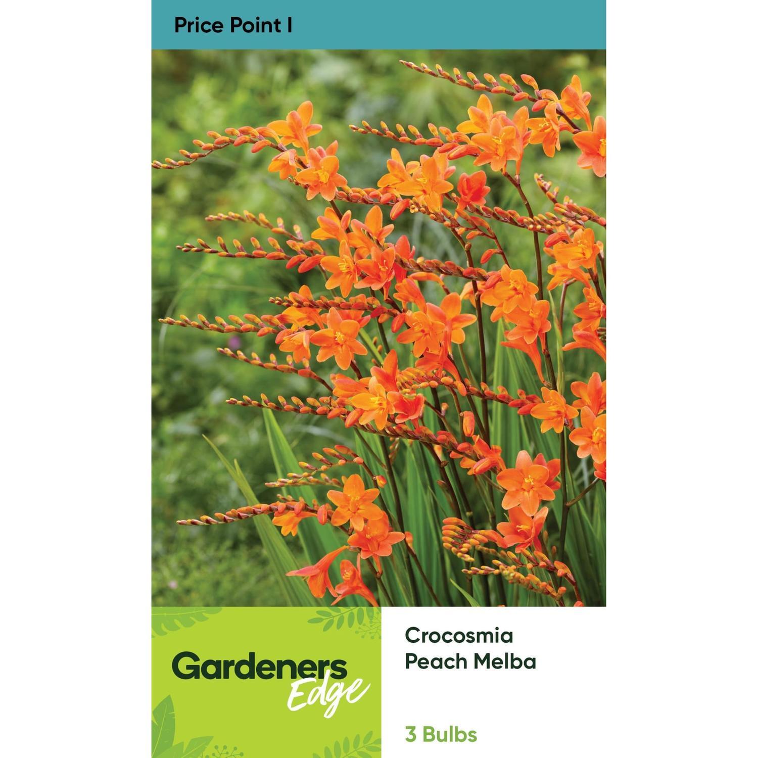 Crocosmia Peach Melba Pack of 3