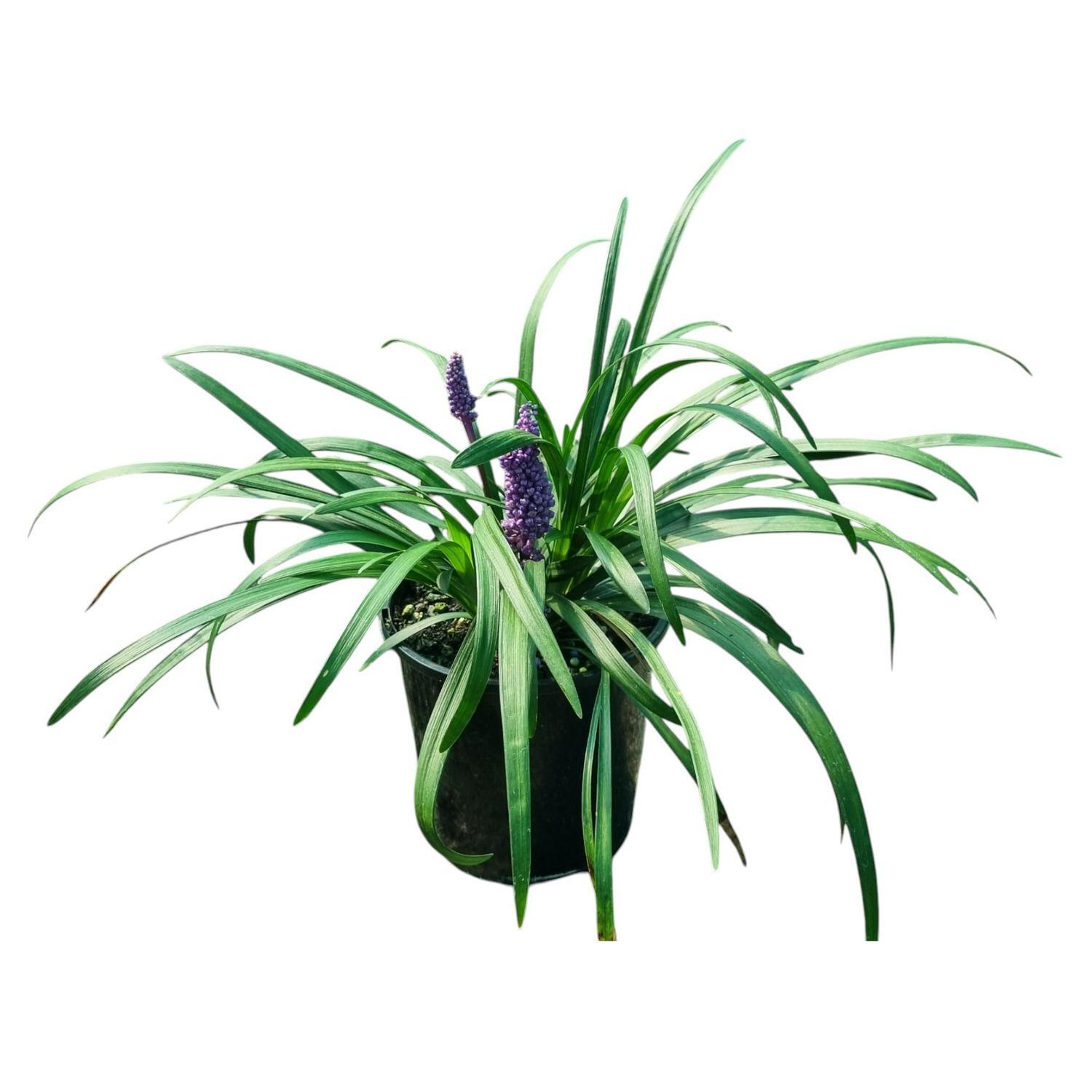 Liriope Muscari 2L