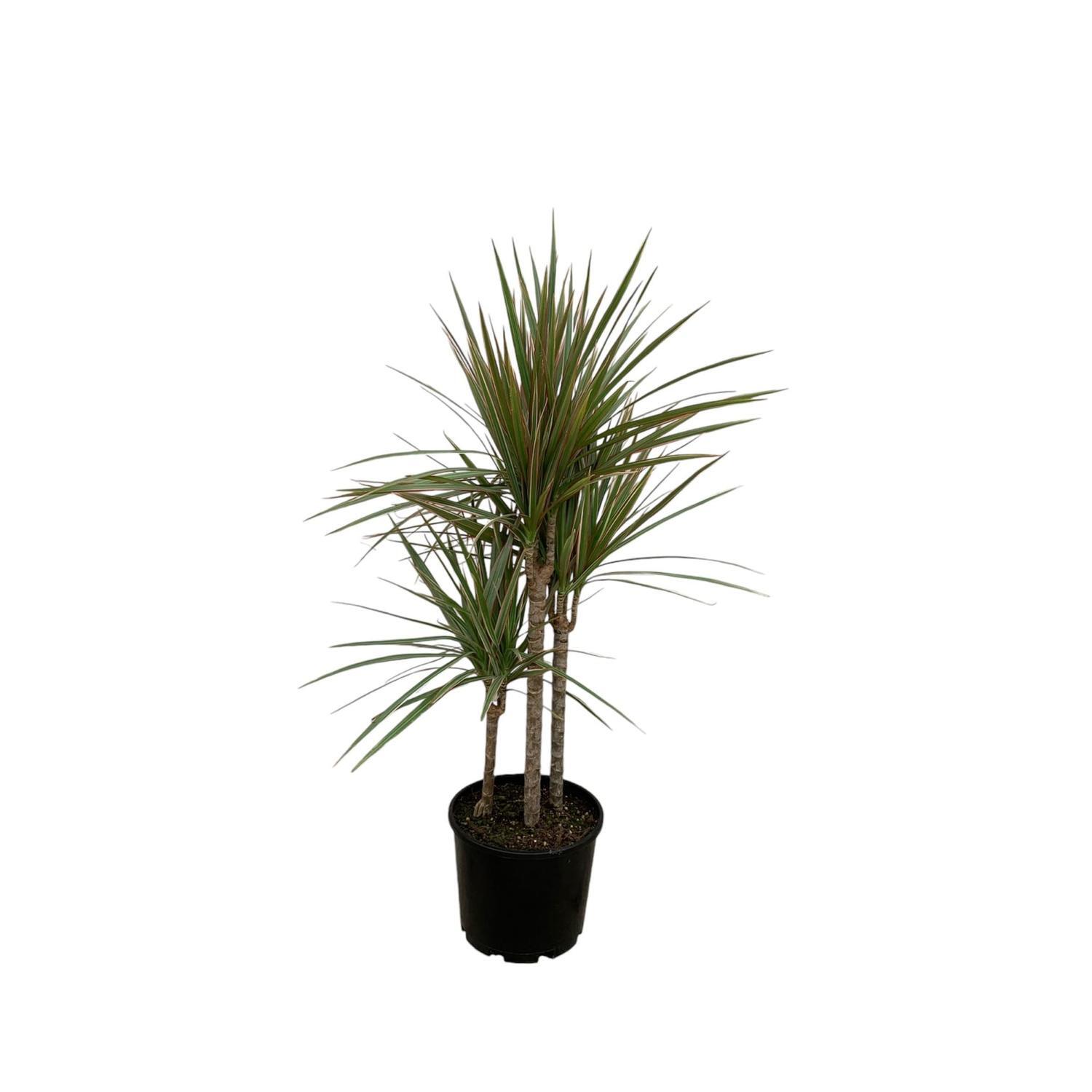 Dracaena Marginata Bicolour Triple 20cm
