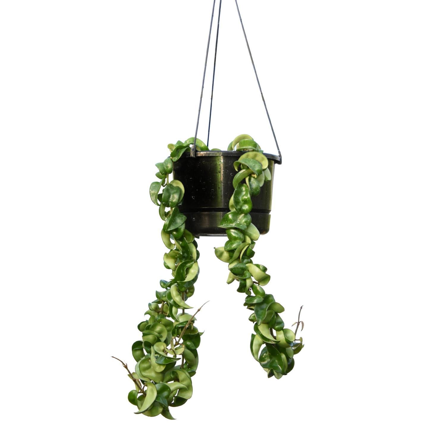 Hoya Hindu Basket 17.5cm