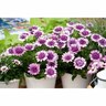 Osteospermum 3D Double
