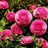 Ranunculus 'Pink'