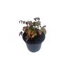 Nandina domestica 'fire power' 2.5 Litre