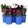 Premium Waterwise 12cm Assorted