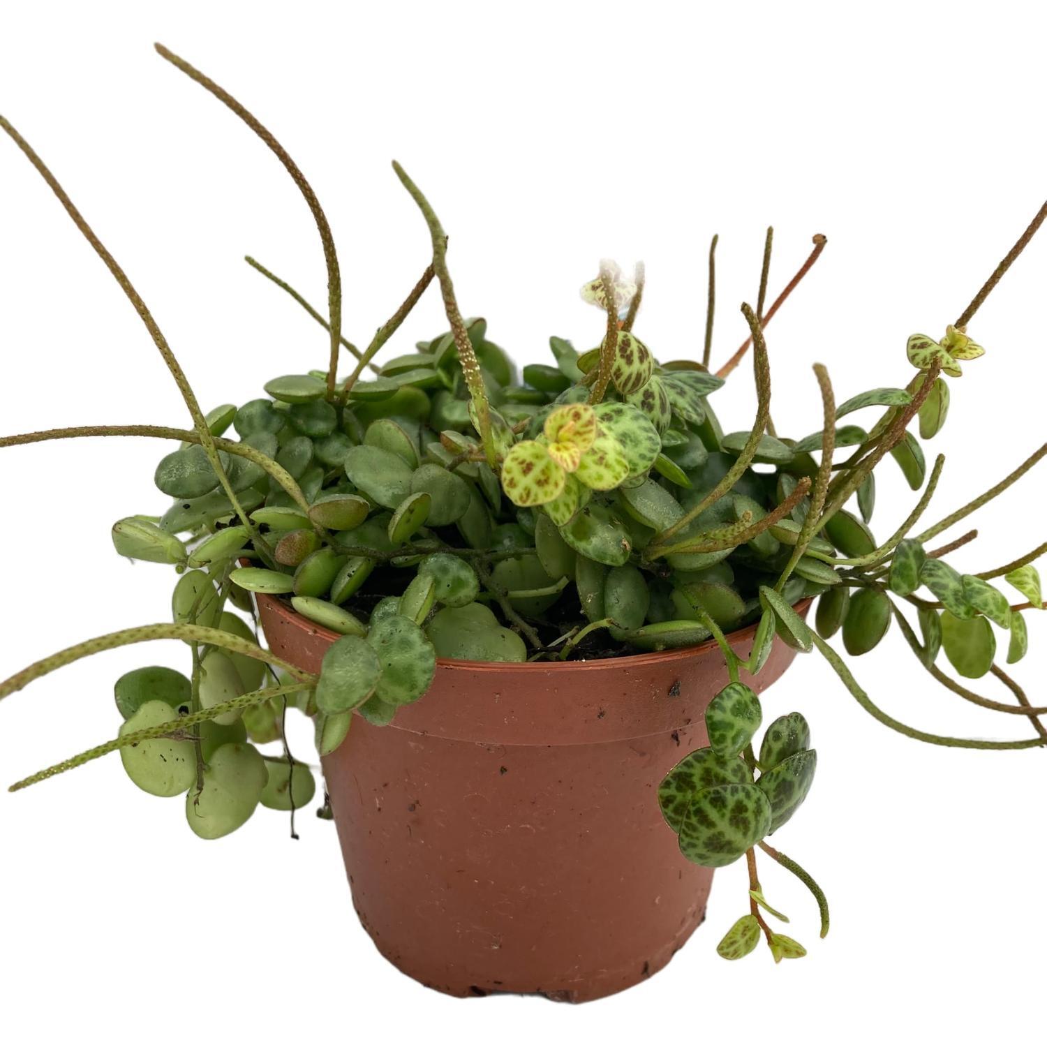 String of Turtles