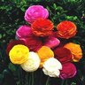 Ranunculus 'Mixed'