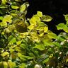 Ulmus Louis van Houtte