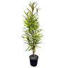 Knightia Excelsa 'Rewarewa'  6L
