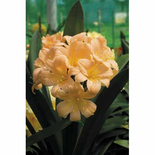 Clivia miniata hybrid Peach