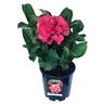 Hydrangea Merveille Sanguine