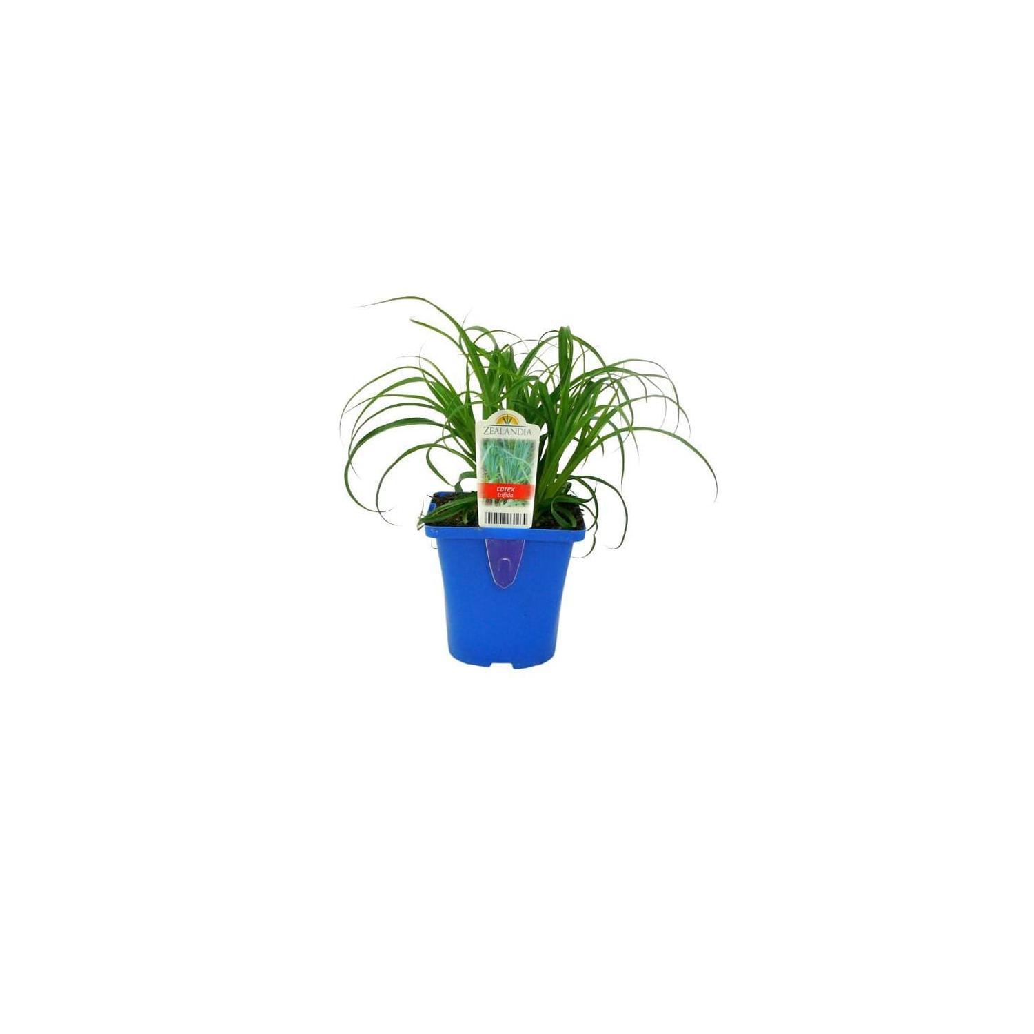 Carex Trifida
