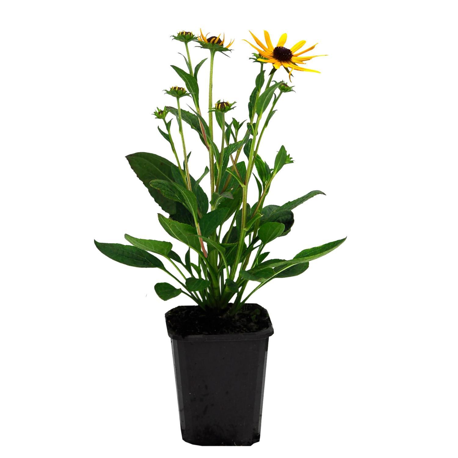 Rudbeckia Little Gold Star