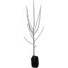 Magnolia Black Tulip