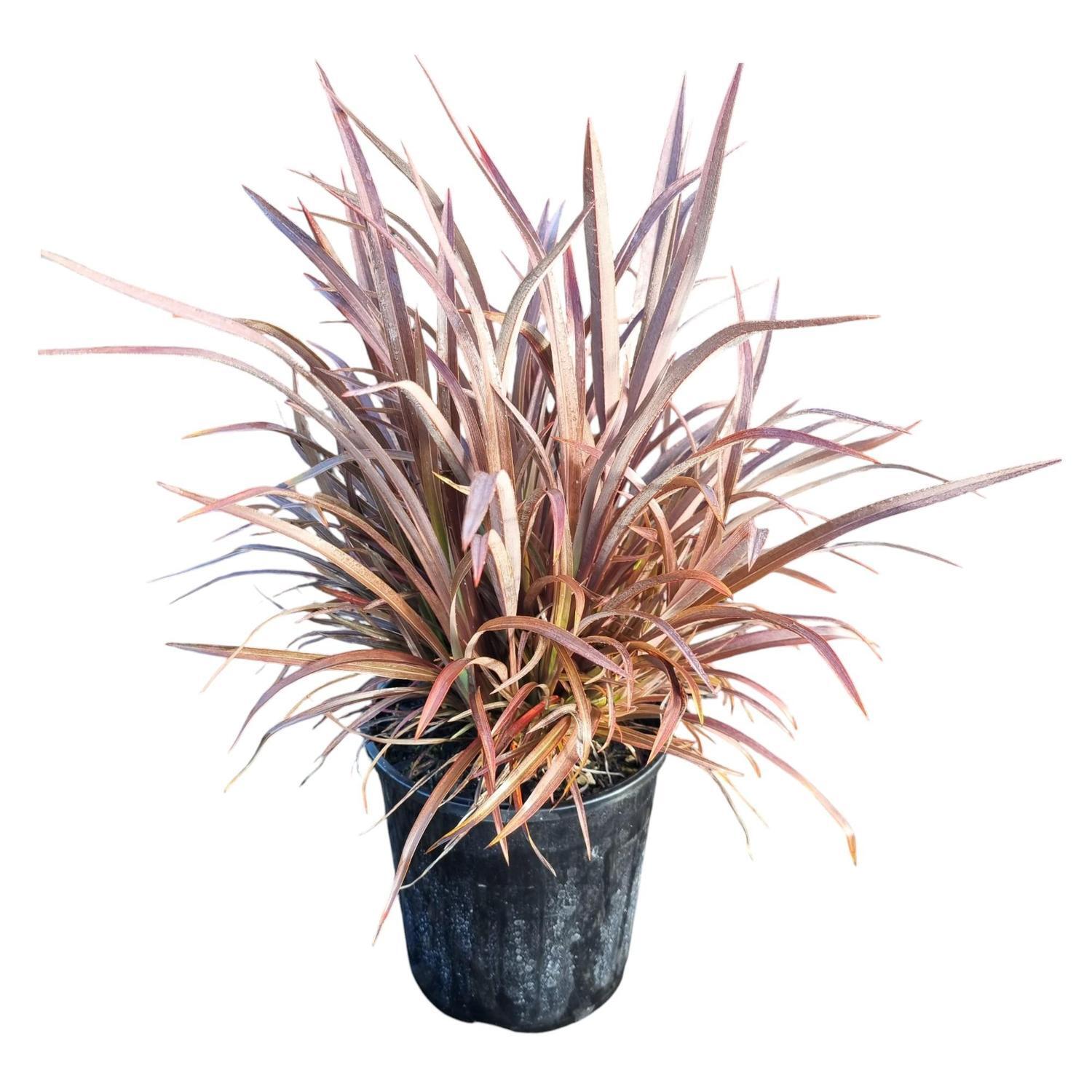 Phormium 'Flax' Sweet Mist 2L