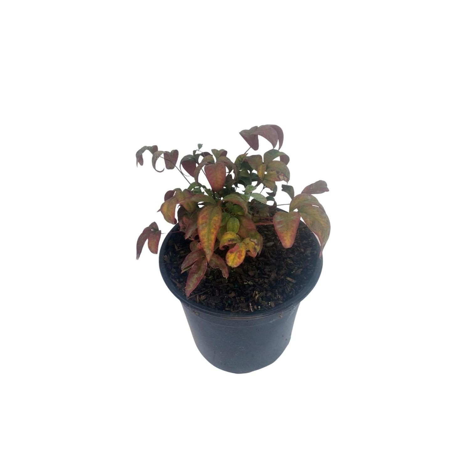 Nandina domestica 'fire power'
