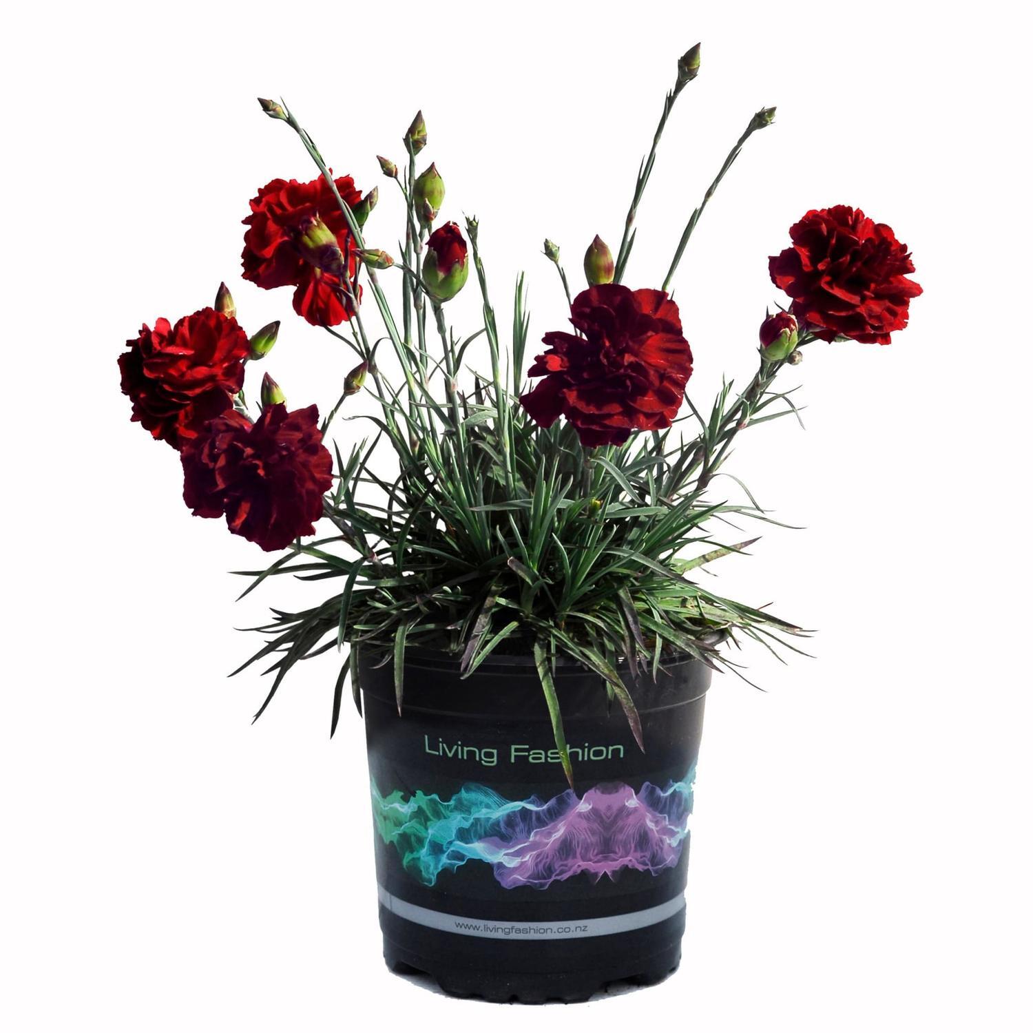 Dianthus Passion