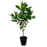 Meyer Lemon Tree