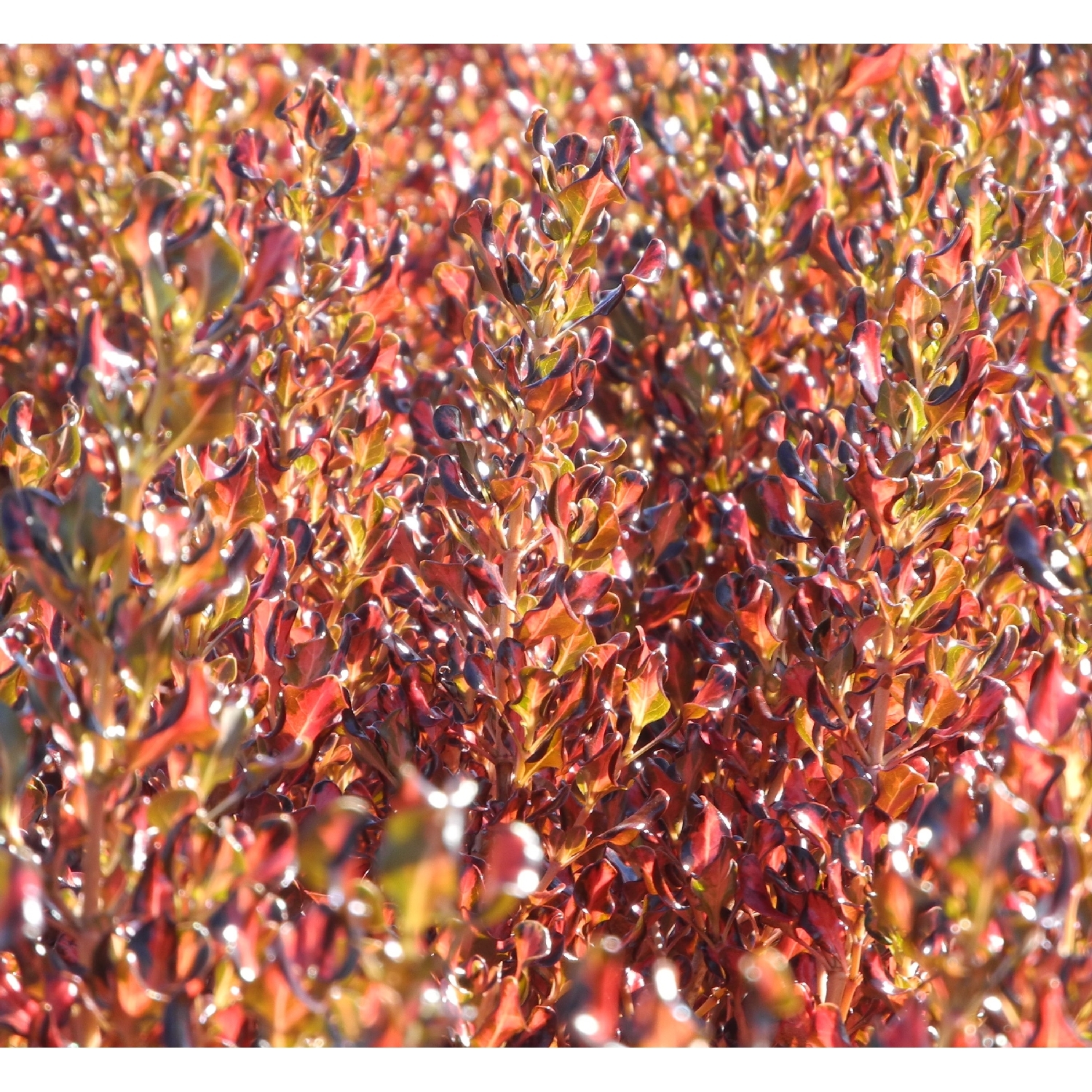 Coprosma Pacific Sunset