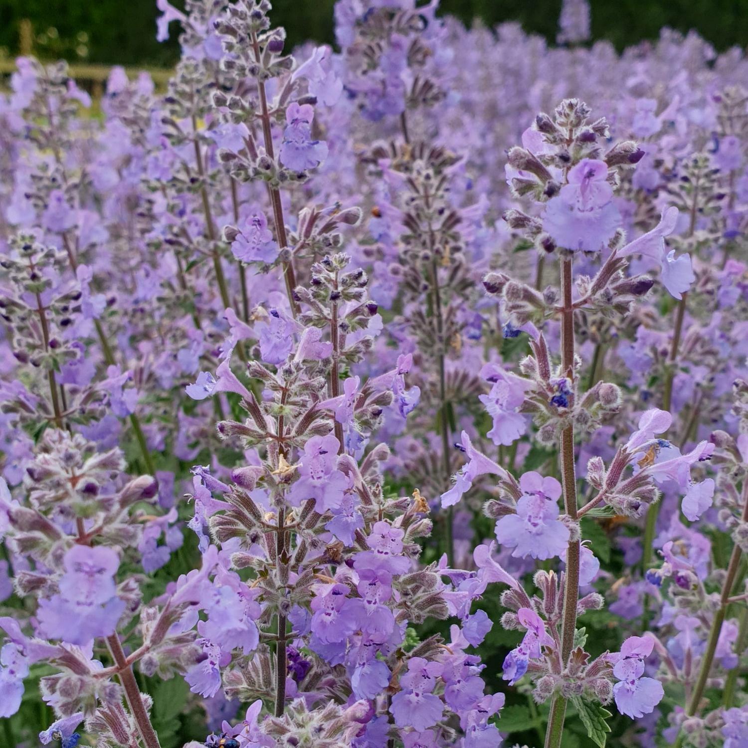Nepeta Catmint