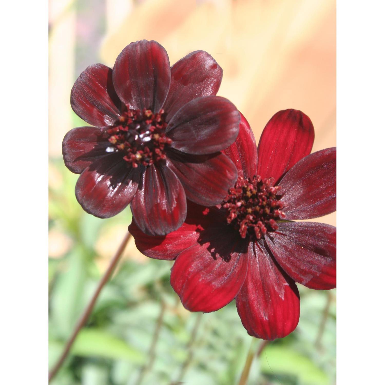 Cosmos Choca Mocha