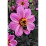 Dahlia Mystic Dreamer