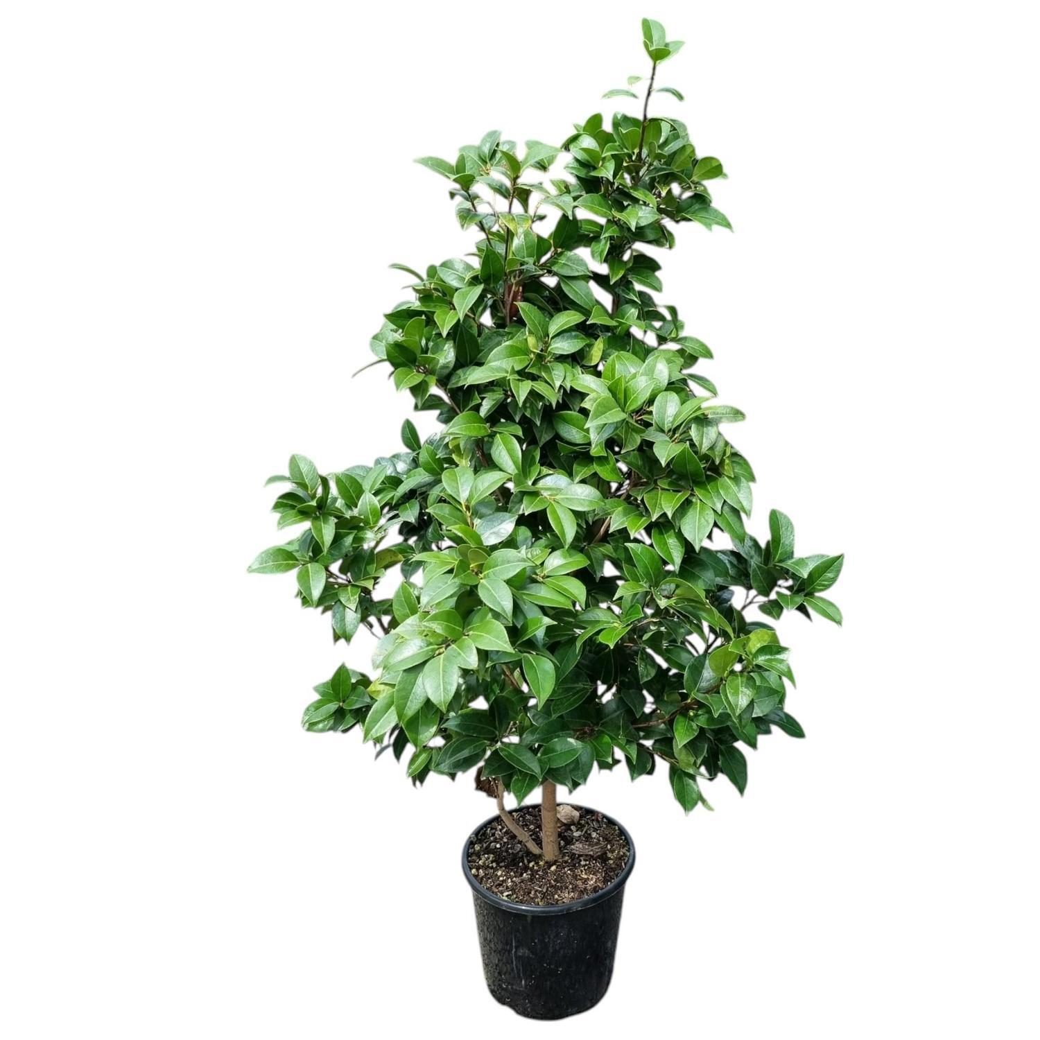 Camellia Assorted  8.5L