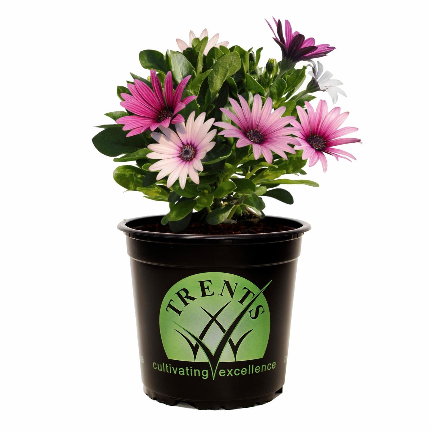 Osteospermum Magenta Medley